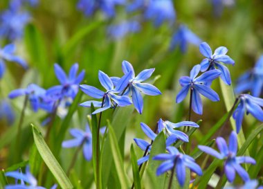 Mavi bahar Scilla çiçek alanı kapatın