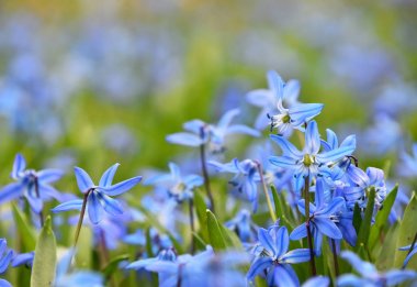 Mavi bahar Scilla çiçekleri kapatın