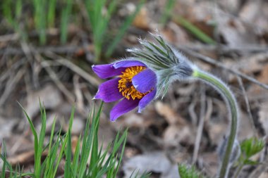Mor pulsatilla Rüzgar çiçek baş yukarı kapatın