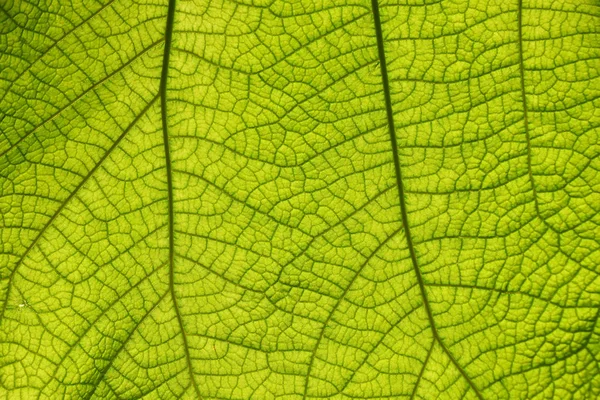 Extreme close-up textuur van groene blad aderen Stockfoto