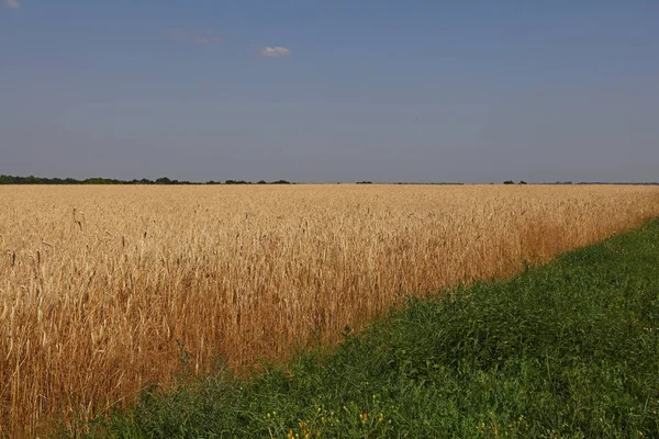 Закрыть поле пшеницы под ясным голубым небом — стоковое фото