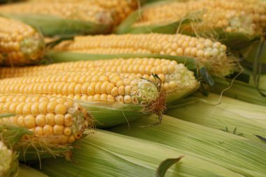 Perakende olarak taze corncobs yakın çekim