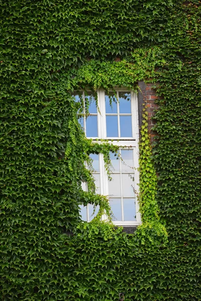 Fenster des alten Hauses an Wand mit Efeu verkleidet — Stockfoto