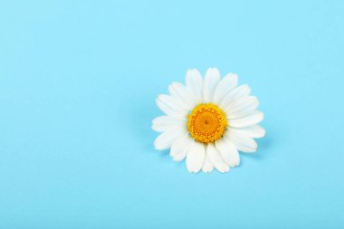 Bir papatya çiçeğini maviye yakın tut.