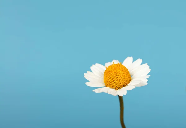 Cerrar una flor de manzanilla sobre azul — Foto de Stock