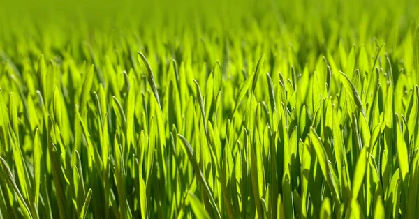 新鮮な緑の春の草の背景を閉じる — ストック写真