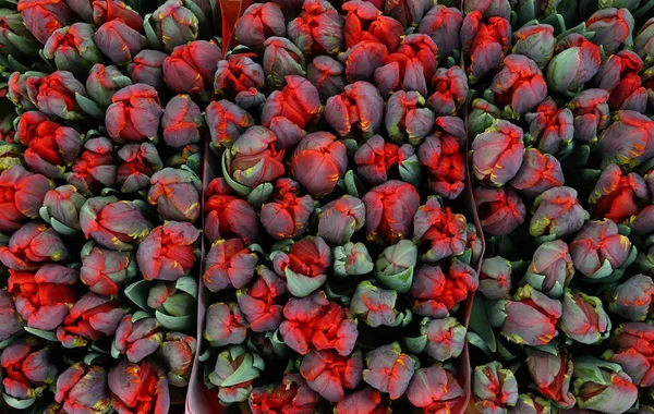 Rot rosa frische Tulpenblüten Hintergrund — Stockfoto