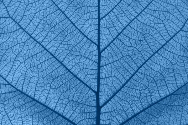 Extreme close up texture of blue toned leaf veins — Stock Photo, Image