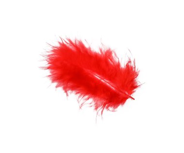 Close up one fluffy red down feather isolated on white background, elevated top view, directly above clipart