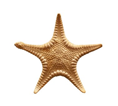 Kurumuş bir deniz yıldızını (deniz yıldızı, asteroid ya da beş parmak balığı) beyaz arka planda izole edin, üst görünümü doğrudan yukarıdan yükseltin