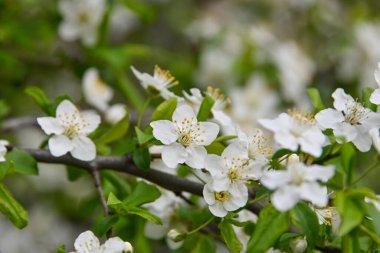 Beyaz kiraz ağacı çiçeğini kapat, düşük açılı görünüm