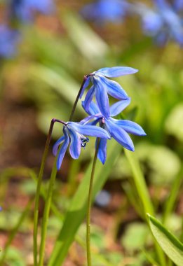 Üç mavi mor bahar Scilla (Ciyaklama, BlueBell, kar damlası) çiçekleri tarlada, düşük açı görünümlü, seçici odak