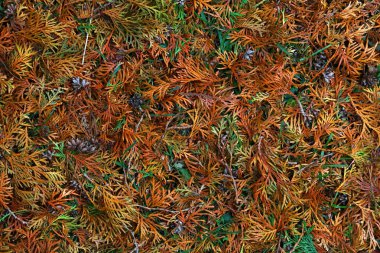 Çok renkli sonbahar orman çöplerinin arka planı. Düşen yeşil, sarı ve kahverengi arborvitae thuja yaprakları. Direk üst manzaranın üzerinde.