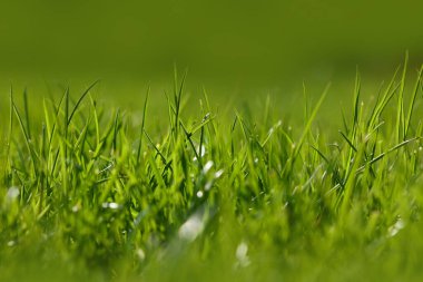 Arka planda taze yeşil çimen arka planı, düşük açı görünümü, seçici odak