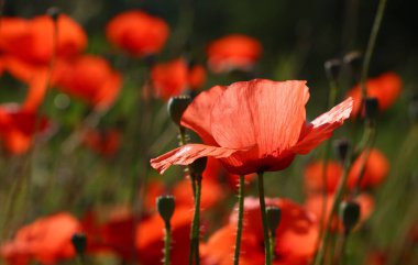 Yeşil tarlada kırmızı gelincik çiçeklerini yakın, alçak açılı yan görünüm