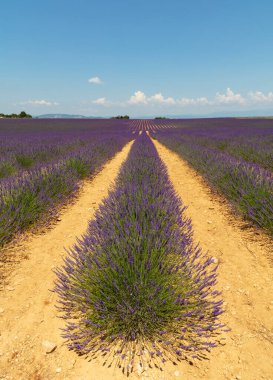 Provence, Fransa 'nın mor çiçekli lavanta tarlası, gündüz vakti, kişisel perspektif