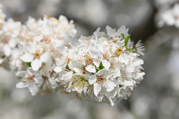 Nahaufnahme Weiße Kirschbaumblüte Blick Den Niedrigen Winkel — Stockfoto