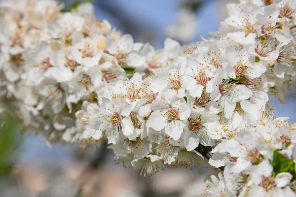 Nahaufnahme Weiße Kirschbaumblüte Über Klarem Blauem Himmel Blick Niedrigen Winkel — Stockfoto