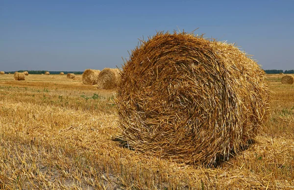 Close Yellow Golden Bales Wheat Hay Straw Stubble Field Harvesting — Stock Photo, Image