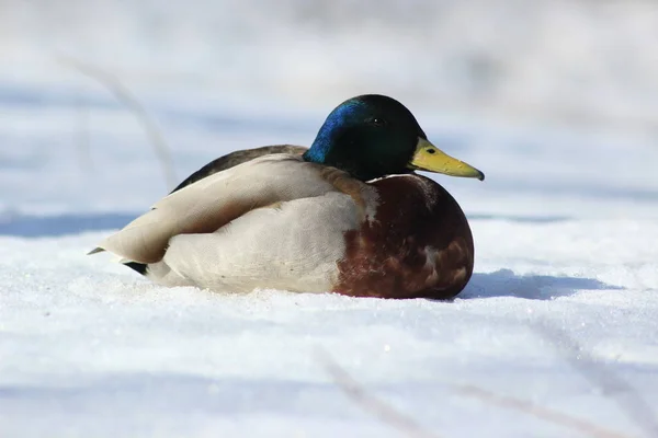 Ente auf dem Schnee — Stockfoto