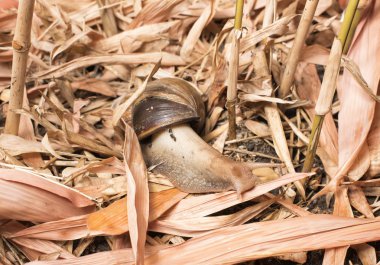 Farklı ülkelerin yaban hayatı