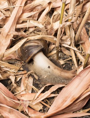 Farklı ülkelerin yaban hayatı