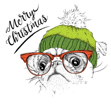 Noel poster kış şapka görüntü pug portre ile. Vektör çizim.