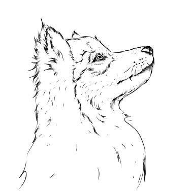 Kurt portre. El çizmek vektör çizim