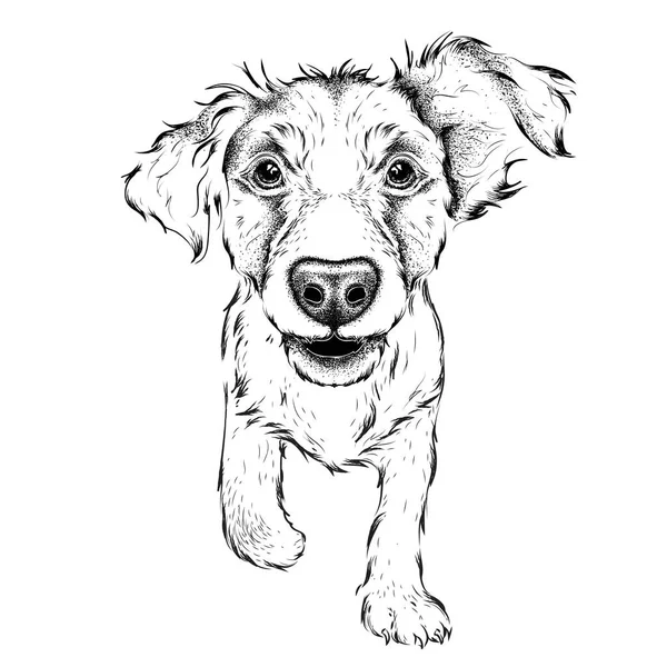 Disegno a mano Cocker Spaniel ritratto. Illustrazione vettoriale di disegno a mano — Vettoriale Stock