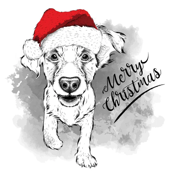 Yavru horoz İspanyol Santa Claus şapka, yeni yıl arka çalışır. Vektör çizim