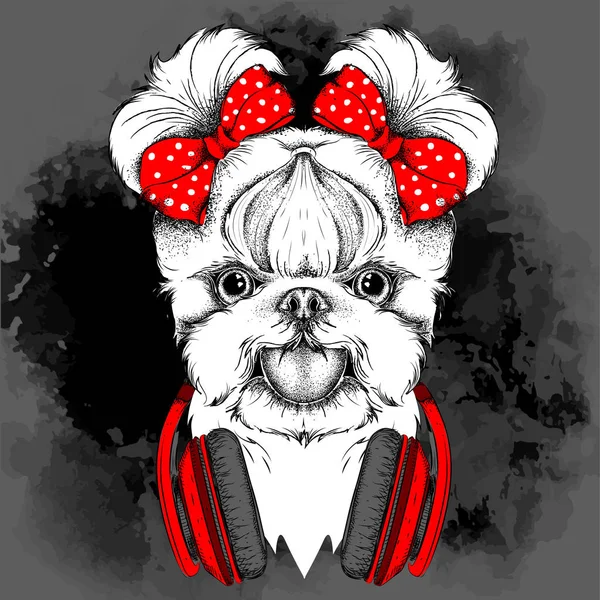 Kız köpekle şirin yay. Yorkshire korkunç. Vektör çizim