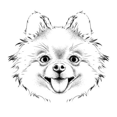 El çizmek chihuahua portre. El çizmek vektör çizim