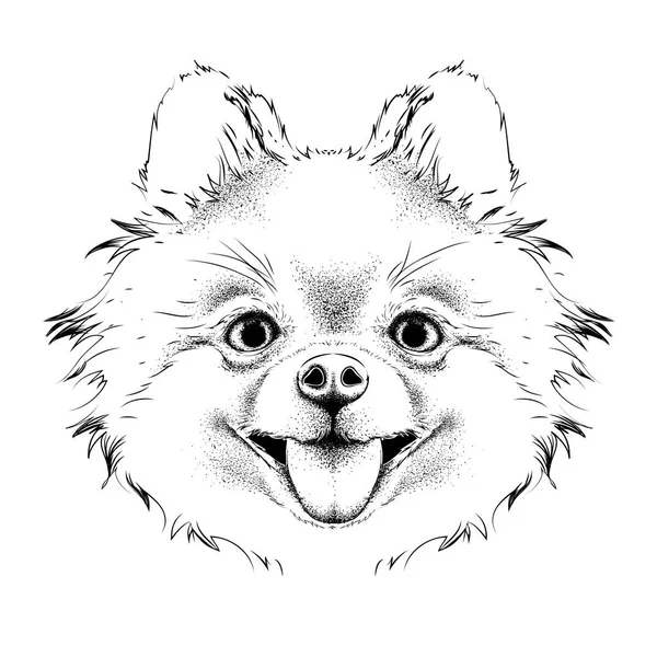Portrait chihuahua dessiné à la main. Illustration vectorielle de dessin à la main — Image vectorielle