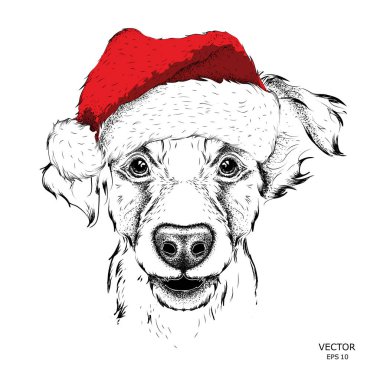 Yavru horoz İspanyol Santa Claus şapka, yeni yıl arka çalışır. Vektör çizim