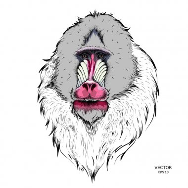 Çizilmiş maymun. Mandrill'di. Maymun vektör çizim