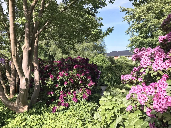 Naturen Och Blommor Rhododendron Stadsparken Sommaren — Stockfoto