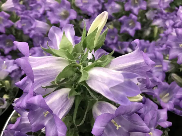 Fleurs Dans Jardin Sous Été — Photo