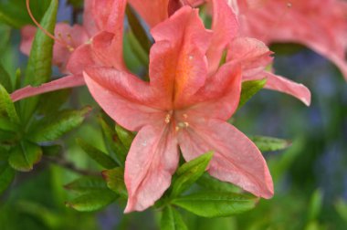 Azalea - arka plan olarak yaz altında şehir parkında rhododendron çiçekleri