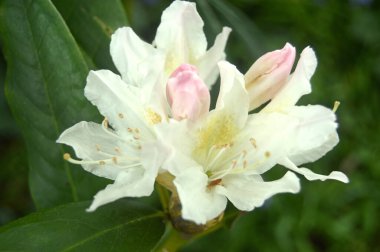 Azalea - arka plan olarak yaz altında şehir parkında rhododendron çiçekleri