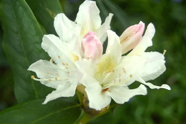 Azalea Flores Rododendro Parque Ciudad Bajo Verano Como Fondo —  Fotos de Stock