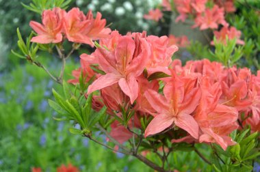 Azalea - arka plan olarak yaz altında şehir parkında rhododendron çiçekleri