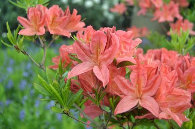 Azalea - arka plan olarak yaz altında şehir parkında rhododendron çiçekleri