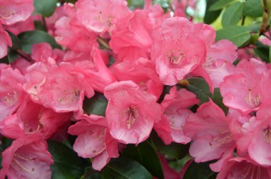 Azalea - arka plan olarak yaz altında şehir parkında rhododendron çiçekleri