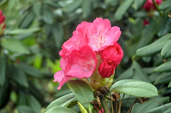 Azálea Flores Rododendro Parque Cidade Abaixo Verão Como Fundo — Fotografia de Stock