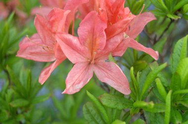 Azalea - arka plan olarak yaz altında şehir parkında rhododendron çiçekleri