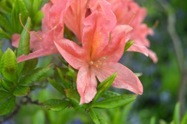 Azalea - arka plan olarak yaz altında şehir parkında rhododendron çiçekleri