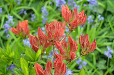 Azalea - arka plan olarak yaz altında şehir parkında rhododendron çiçekleri