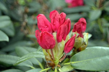 Azalea - arka plan olarak yaz altında şehir parkında rhododendron çiçekleri