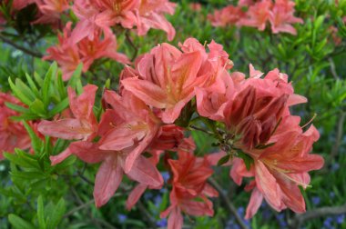 Azalea - arka plan olarak yaz altında şehir parkında rhododendron çiçekleri