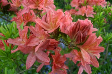 Azalea - arka plan olarak yaz altında şehir parkında rhododendron çiçekleri